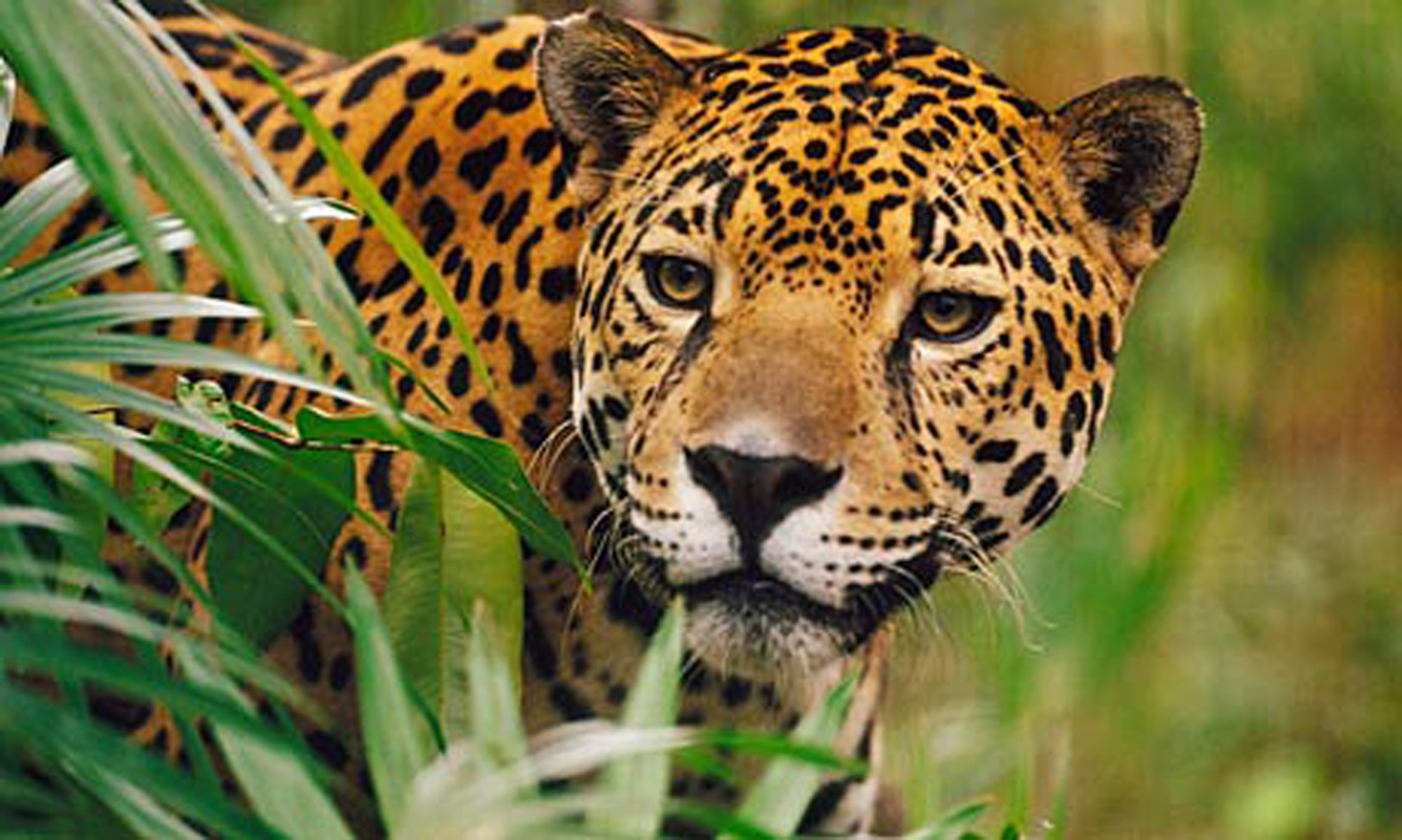 Safaris per Date Jaguar Predation – Foto Safari Udena